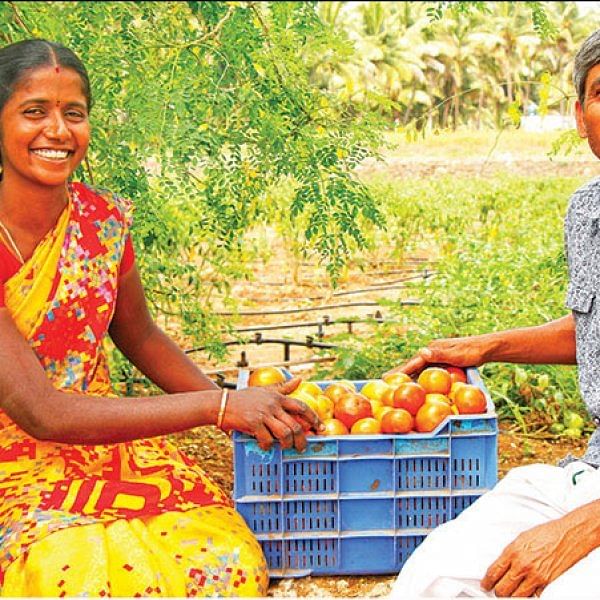 Tomato, brinjal, chili, radish, in 3 acres... Daily income of ₹ 3000!