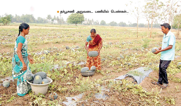 தாராள வருமானம் கொடுக்கும் தர்பூசணி!