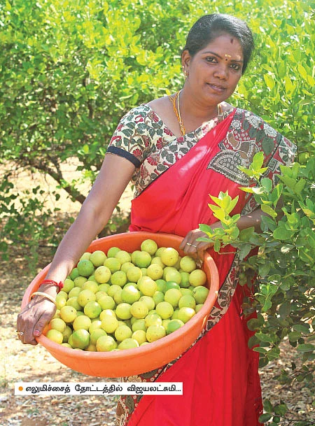 இயற்கை எலுமிச்சை கொடுக்கும் இனிப்பான மகசூல்! - லட்சங்களில் வருமானம்!