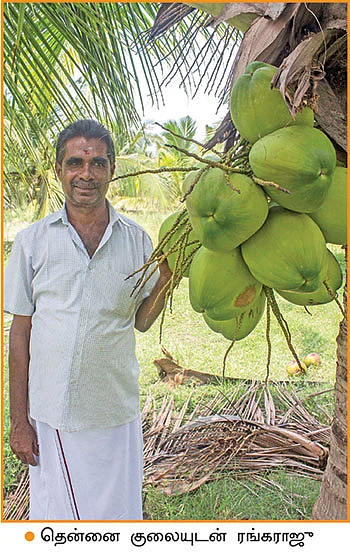 குட்டை+நெட்டை இளநீர்... 600 மரங்கள்... ஆண்டுக்கு ரூ. 32,50,000 லாபம்!