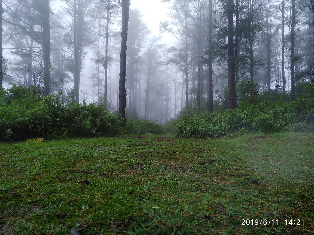 காடு