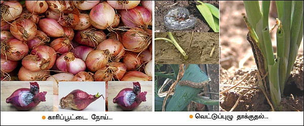 வெகுமதி கொடுக்கும் வெங்காயம்... நடவு முதல் அறுவடை வரை!