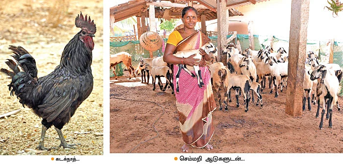 செம்மறி ஆடுகள்... கடக்நாத் கோழிகள்... கறவை மாடுகள்... மாதம் ரூ.80,000 வருமானம்!