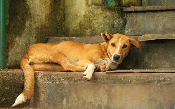 அதிகரிக்கும் தெருநாய்கள்... கடிவாங்கி தடுப்பூசிக்கு திண்டாடும் மக்கள்!