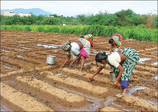 வெகுமதி கொடுக்கும் வெங்காயம்... நடவு முதல் அறுவடை வரை!