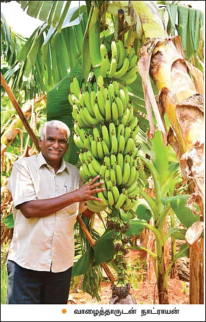 பாலேக்கர் முறையில் ஐந்தடுக்குச் சாகுபடி! - 2 ஏக்கர் 30 சென்ட்… ஆண்டுக்கு ரூ. 10 லட்சம்