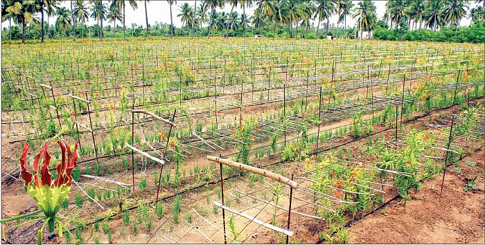 கண்ணீர் வடிக்கும் கண்வலிக்கிழங்கு விவசாயிகள்! - மத்திய அரசு தலையிடுமா?