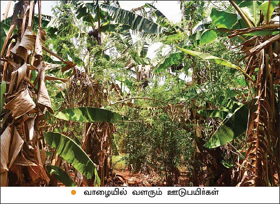 பாலேக்கர் முறையில் ஐந்தடுக்குச் சாகுபடி! - 2 ஏக்கர் 30 சென்ட்… ஆண்டுக்கு ரூ. 10 லட்சம்