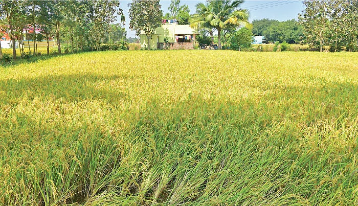நீங்கள் கேட்டவை: வறட்சியிலும் கைக்கொடுக்கும் பஞ்சகவ்யா!