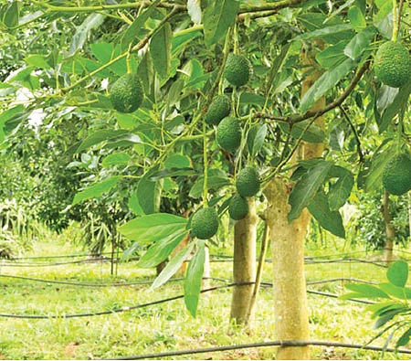 உலக உழவு