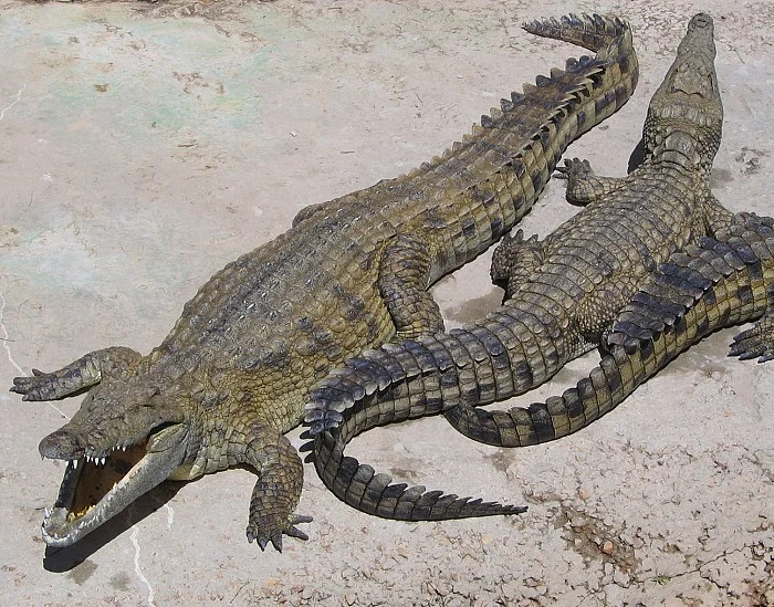 முதலை