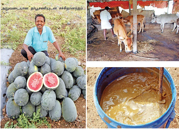 தாராள வருமானம் கொடுக்கும் தர்பூசணி!