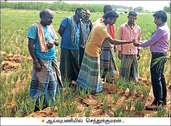 வெகுமதி கொடுக்கும் வெங்காயம்... நடவு முதல் அறுவடை வரை!