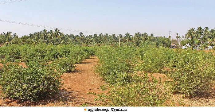 இயற்கை எலுமிச்சை கொடுக்கும் இனிப்பான மகசூல்! - லட்சங்களில் வருமானம்!