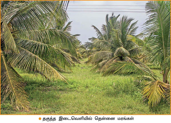 குட்டை+நெட்டை இளநீர்... 600 மரங்கள்... ஆண்டுக்கு ரூ. 32,50,000 லாபம்!