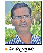 உழவு, உரங்கள், பூச்சிவிரட்டிகள்... - படைப்புழுவைக் கட்டுப்படுத்தும் வழிகள்!