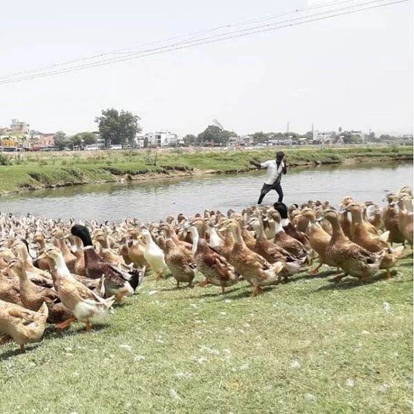வாத்து வளர்ப்பு (பைல் படம்)
