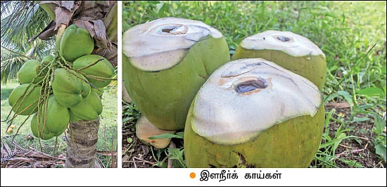 குட்டை+நெட்டை இளநீர்... 600 மரங்கள்... ஆண்டுக்கு ரூ. 32,50,000 லாபம்!