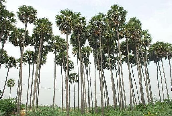 வெப்பம் தணிக்கும், உடல் உபாதைகளைப் போக்கும் இளநீர், நுங்கு!