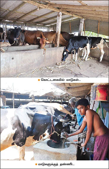 18 கறவை மாடுகள் மாதம் ரூ. 1,89,000 - பால், தயிர், பால்கோவா, பன்னீர்…