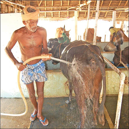 வாட்டும் வெயில்... பால் உற்பத்தியை அதிகரிக்கும் வழிகள்!