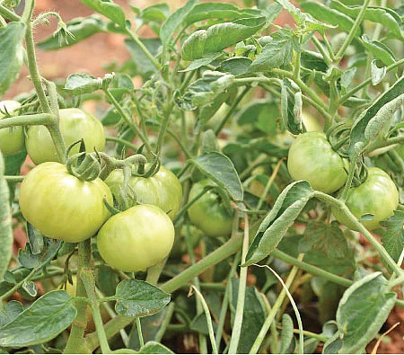 உலக உழவு