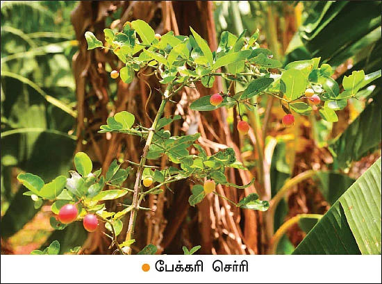 பாலேக்கர் முறையில் ஐந்தடுக்குச் சாகுபடி! - 2 ஏக்கர் 30 சென்ட்… ஆண்டுக்கு ரூ. 10 லட்சம்