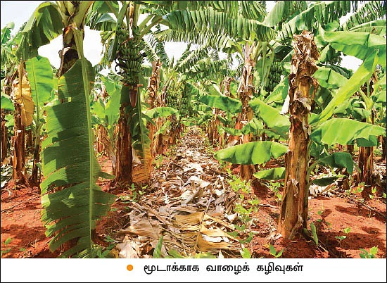 பாலேக்கர் முறையில் ஐந்தடுக்குச் சாகுபடி! - 2 ஏக்கர் 30 சென்ட்… ஆண்டுக்கு ரூ. 10 லட்சம்