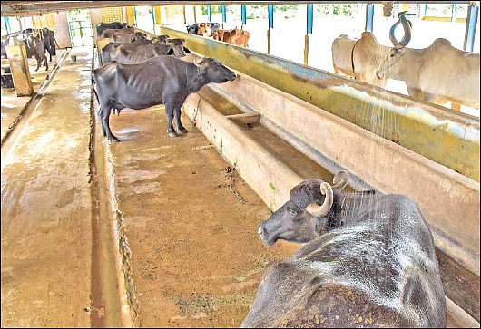 வாட்டும் வெயில்... பால் உற்பத்தியை அதிகரிக்கும் வழிகள்!