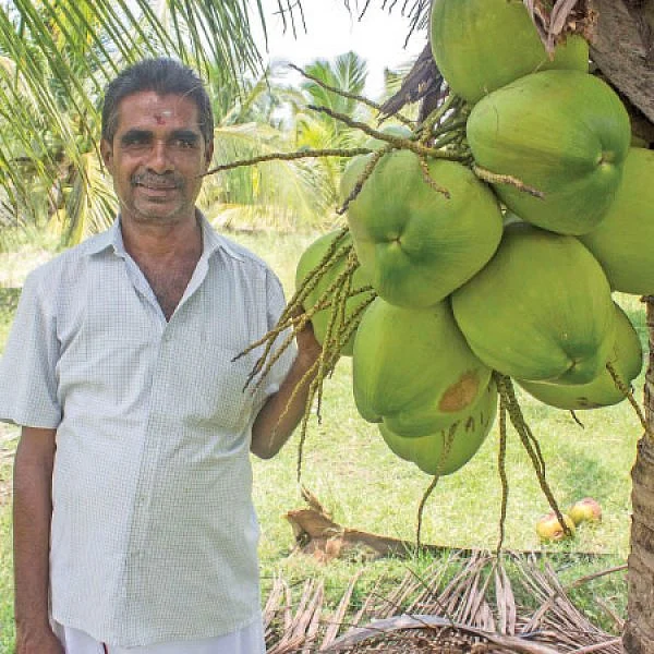 குட்டை+நெட்டை இளநீர்... 600 மரங்கள்... ஆண்டுக்கு ரூ. 32,50,000 லாபம்!