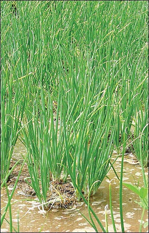 வெகுமதி கொடுக்கும் வெங்காயம்... நடவு முதல் அறுவடை வரை!