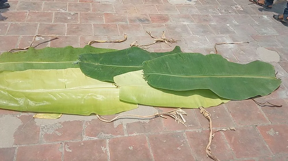 கோடையை இதமாக்கும் `வாழை இலைக் குளியல்'... யாருக்குப் பலன்தரும்?
