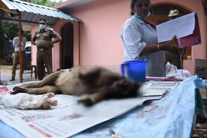 `குட்டிகள் உயிரோடு இருக்கிறது; தாய், 10 குரங்குகள் இறந்துக் கிடக்கிறது!'- நீலகிரி அதிர்ச்சி