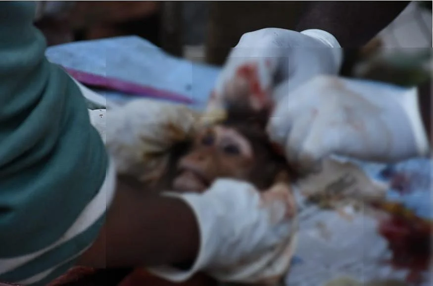 `குட்டிகள் உயிரோடு இருக்கிறது; தாய், 10 குரங்குகள் இறந்துக் கிடக்கிறது!'- நீலகிரி அதிர்ச்சி