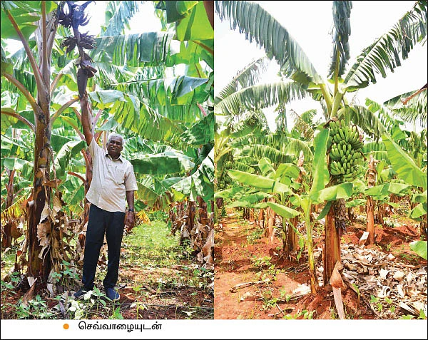 பாலேக்கர் முறையில் ஐந்தடுக்குச் சாகுபடி! - 2 ஏக்கர் 30 சென்ட்… ஆண்டுக்கு ரூ. 10 லட்சம்