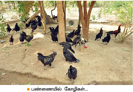 செம்மறி ஆடுகள்... கடக்நாத் கோழிகள்... கறவை மாடுகள்... மாதம் ரூ.80,000 வருமானம்!