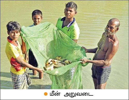 பணம் குவிக்கும் பண்ணைத்தொழில்கள் - 9 - கலக்கல் லாபம் தரும் கலப்பின மீன் வளர்ப்பு!