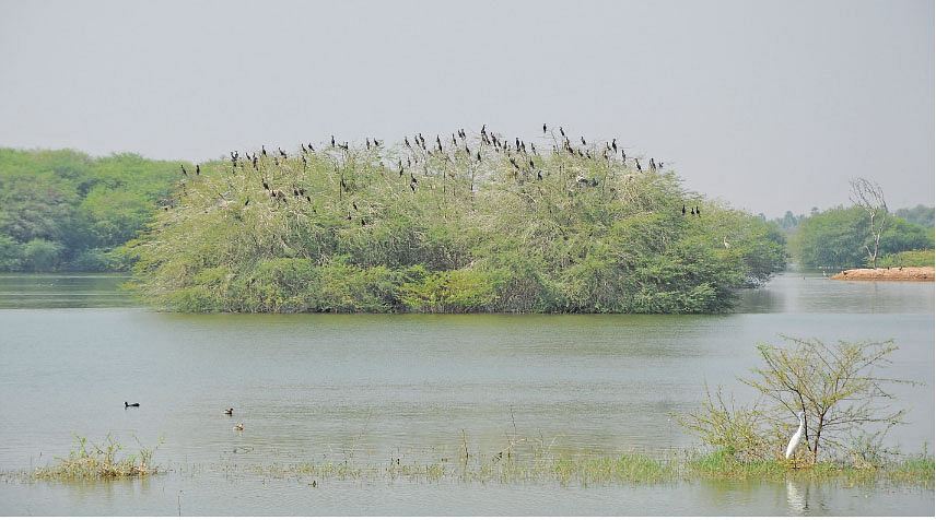 வெள்ளோடு பறவைகள் சரணாலயம்