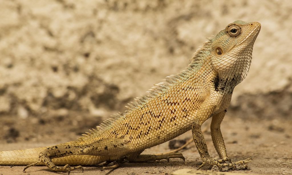 வீட்டுப் பல்லிகள் தெரியும்... இந்தப் பல்லிகளைத் தெரியுமா? - Do you know about these lizards? வீட்டுப் பல்லிகள் தெரியும்... இந்தப் பல்லிகளைத் தெரியுமா? - Do you know about these lizards?