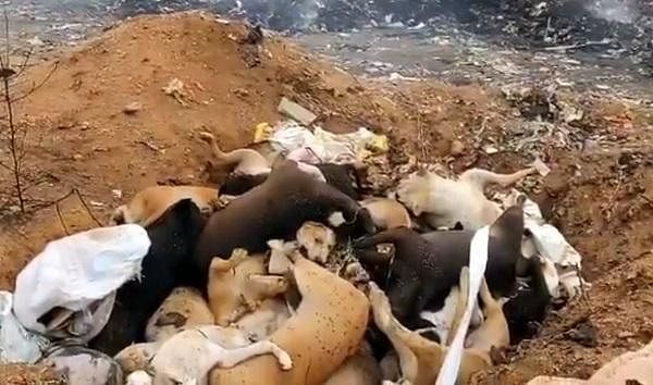 `மேலிட உத்தரவு.. செஞ்சோம்’ - தெலங்கானாவில் ஒரே நாளில் கொன்று குவிக்கப்பட்ட 70 தெரு நாய்கள்!