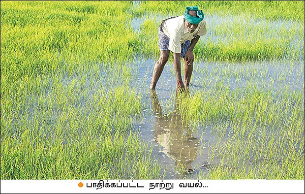 முளைக்காத விதைநெல்... விரக்தியில் விவசாயிகள்!