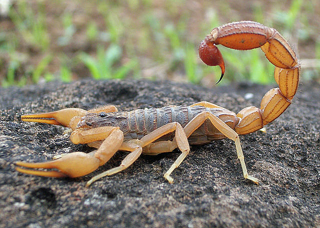தேள்