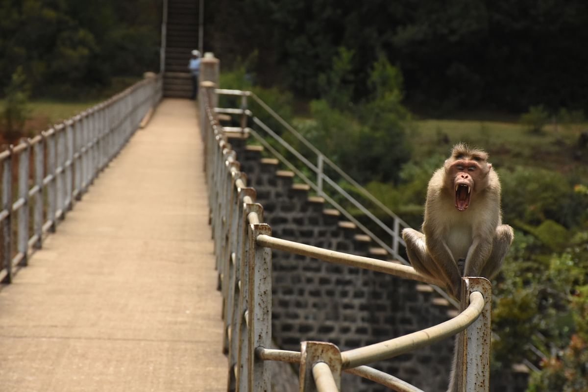 குரங்குகள்