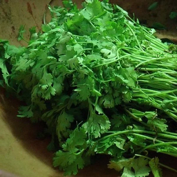 ஒரு கிலோ 200 ரூபாய்! - கொத்தமல்லியையும் விட்டுவைக்காத தண்ணீர்ப் பஞ்சம்