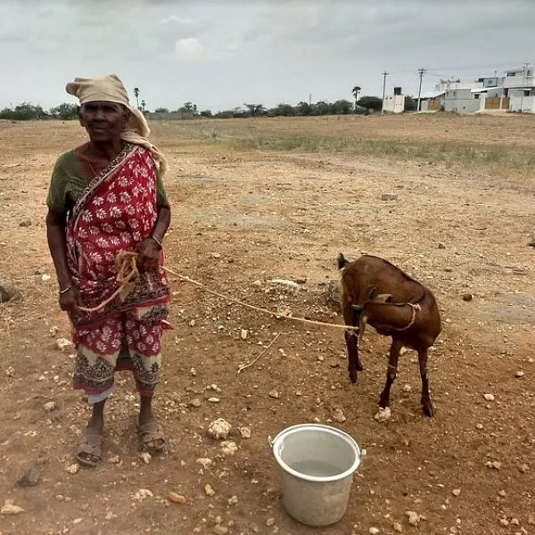 இள ஆட்டுக்கறி, காட்டுக்கோழி, கெளுத்தி மீனு... ஆச்சர்யமூட்டும் பொன்னம்மாள் பாட்டி! #LifeStartsAt40 #நலம்நாற்பது