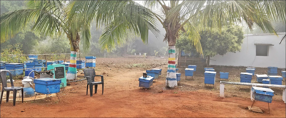 தேனீ வளர்த்தால் வருமானம் ‘கொட்டும்’!