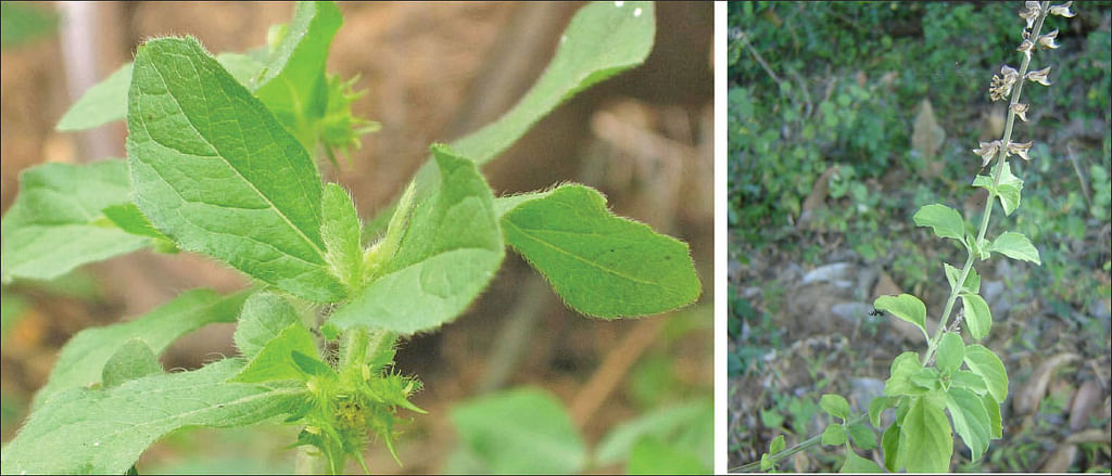 முள்துளசி, கல் துளசி
