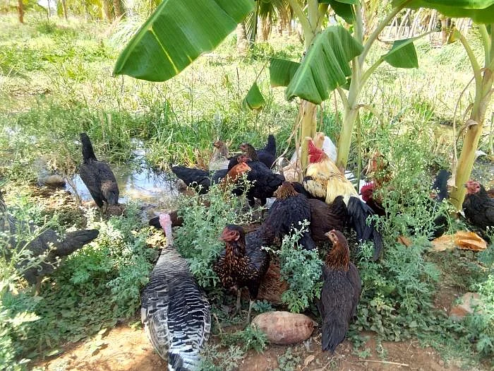 ஆஸ்திரேலிய வேலை டு இயற்கை விவசாயம்... ஒருங்கிணைந்த பண்ணையத்தில் அசத்தும் இளைஞர்!