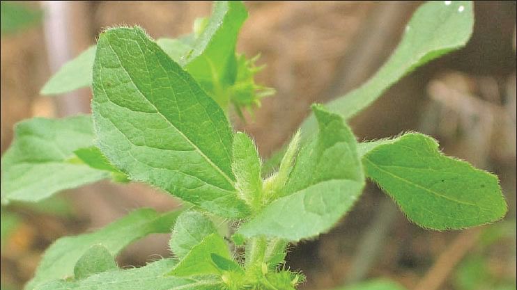 முள்துளசி