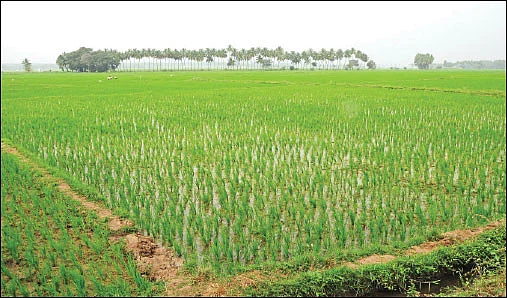கழிவு நீரில் விவசாயம்... சுத்திகரிப்பு முறைகளும் மேலாண்மைக்கான வழிகளும்...